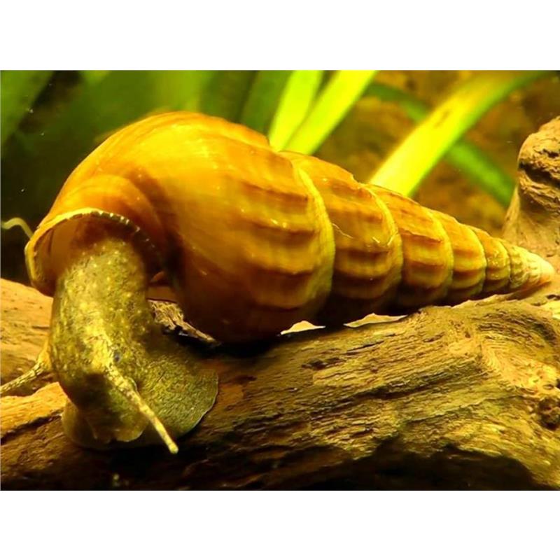 Brotia herculea - imagine 3